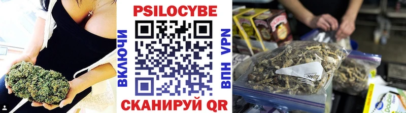 как найти наркотики  Сунжа  Галлюциногенные грибы Psilocybine cubensis 