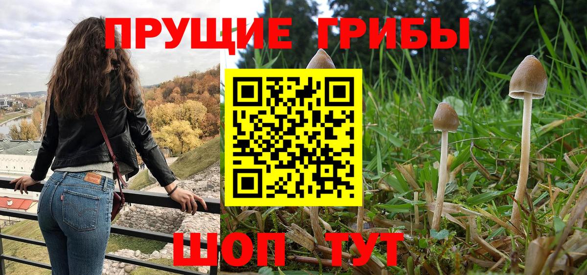 Псилоцибиновые грибы прущие грибы  Галлюциногенные грибы Psilocybe  Вход с VPN  Сунжа 